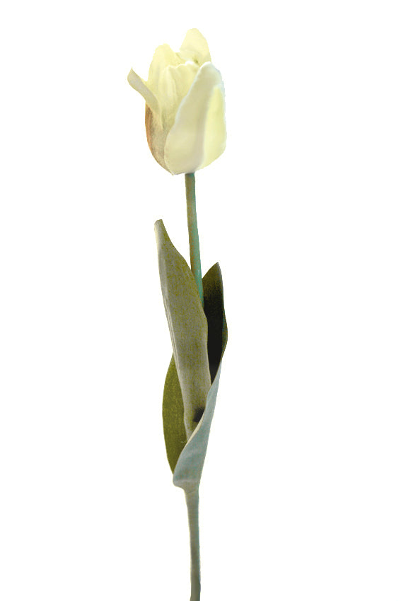 Stalk - Tulip - Style 1 - 1210970-White