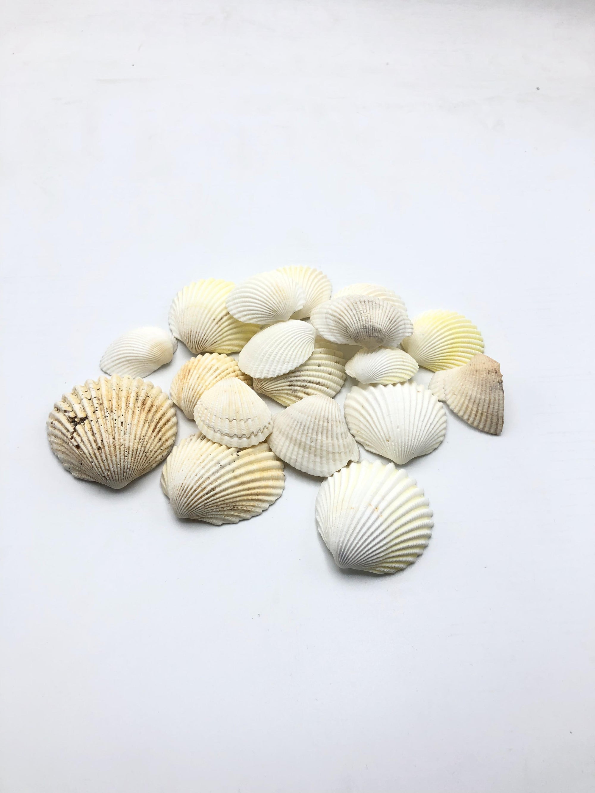 Decor Sea Shells - Cream White TYPE 2
