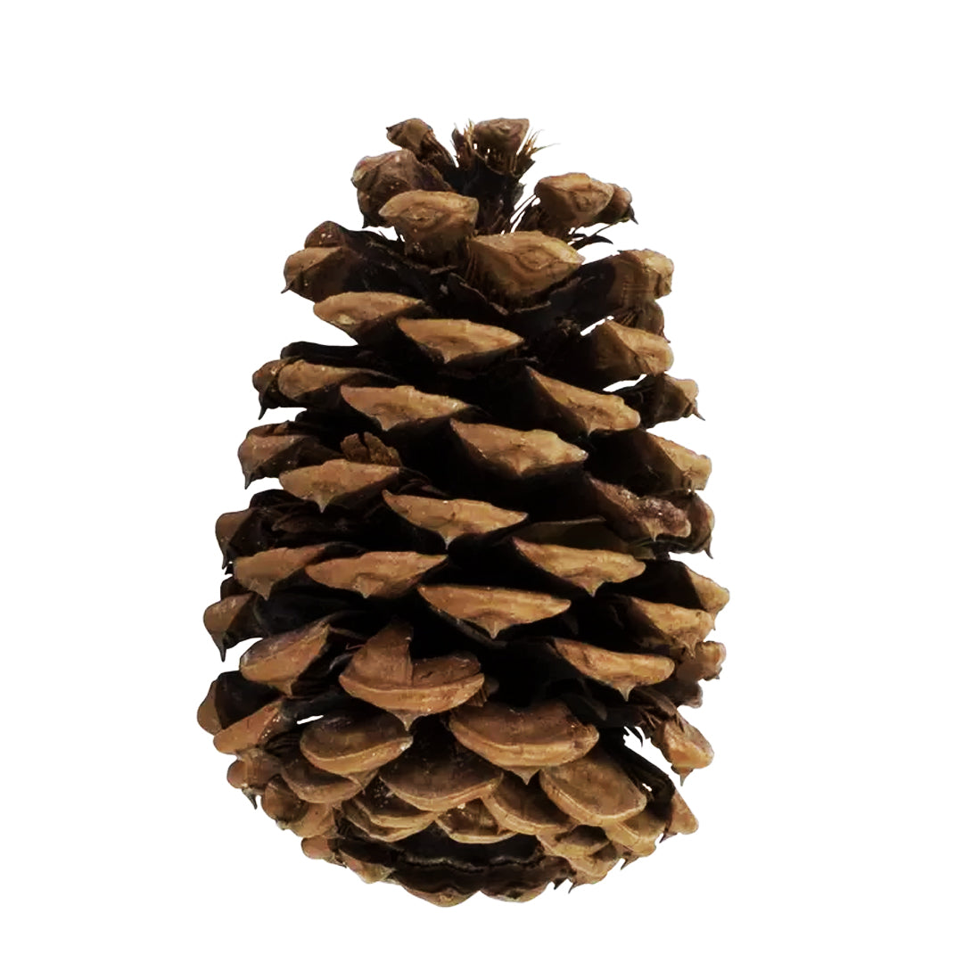 Pine Cone - 4 to 5 Inches