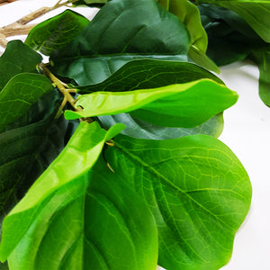 Rich Green Leafy Tropical Plant - Small Tree