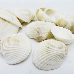 Decor Sea Shells - Cream White