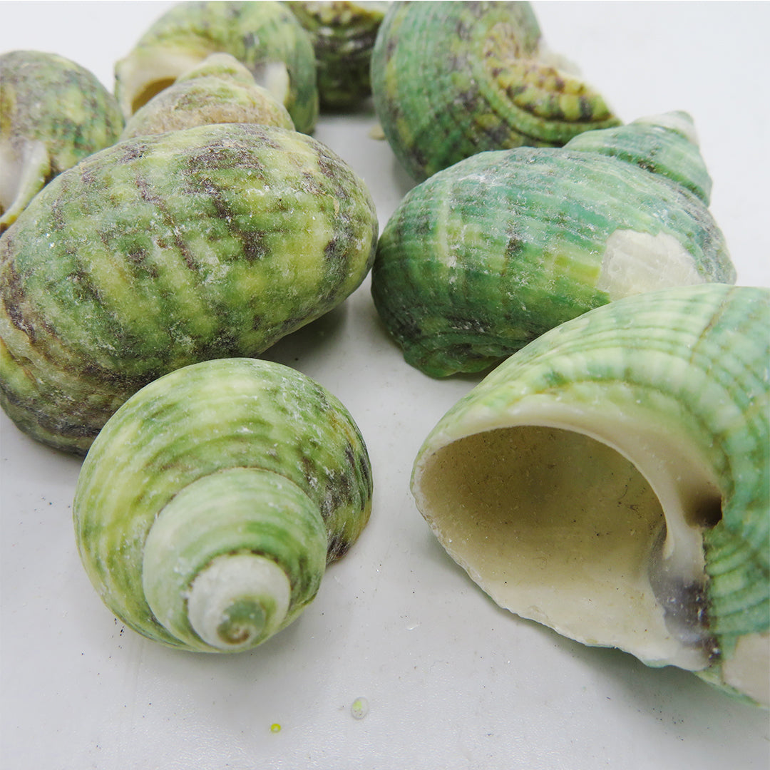 Decor Sea Shells - Ocean Green