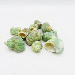 Decor Sea Shells - Ocean Green
