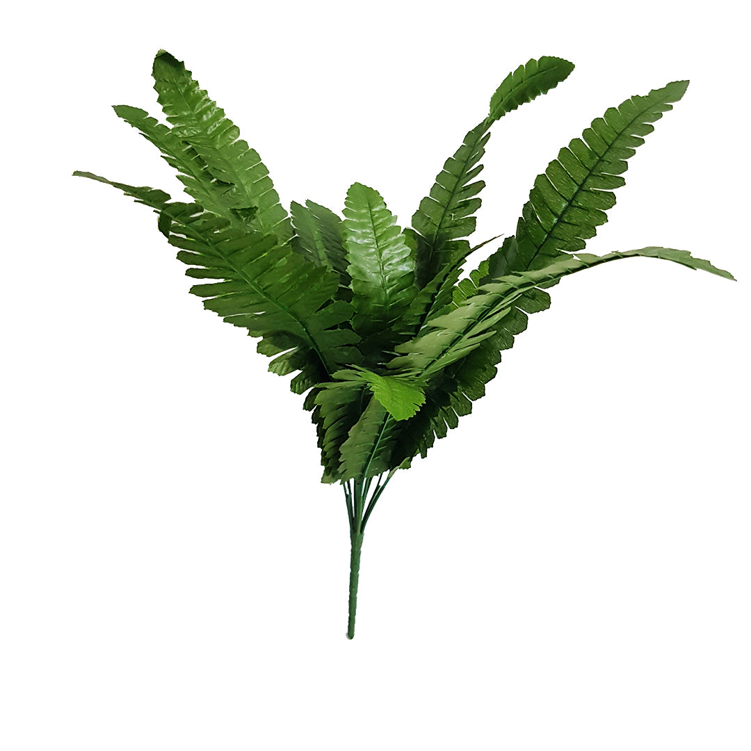 Tropical Plants - Small Fern