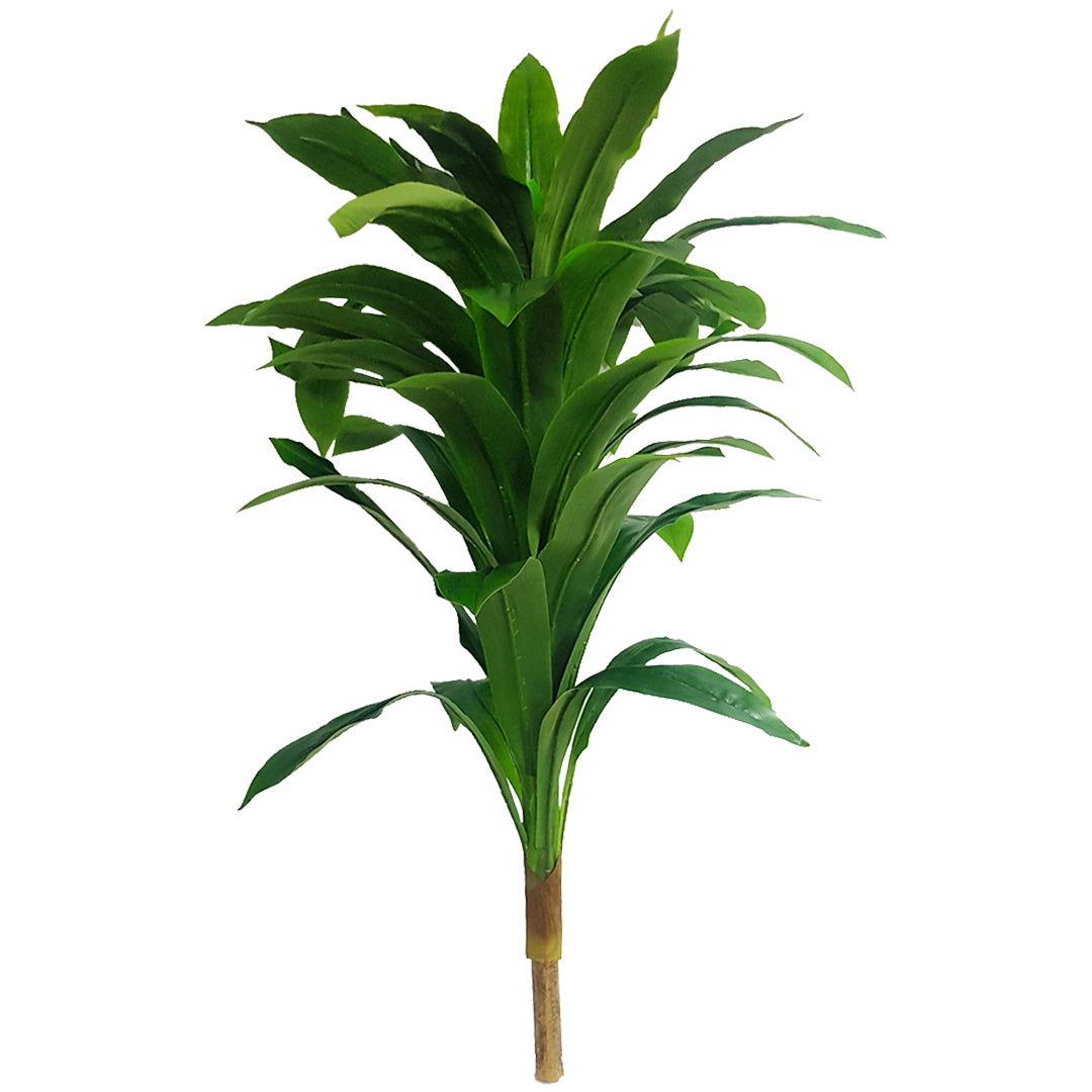Tropical Plants - Small Tree