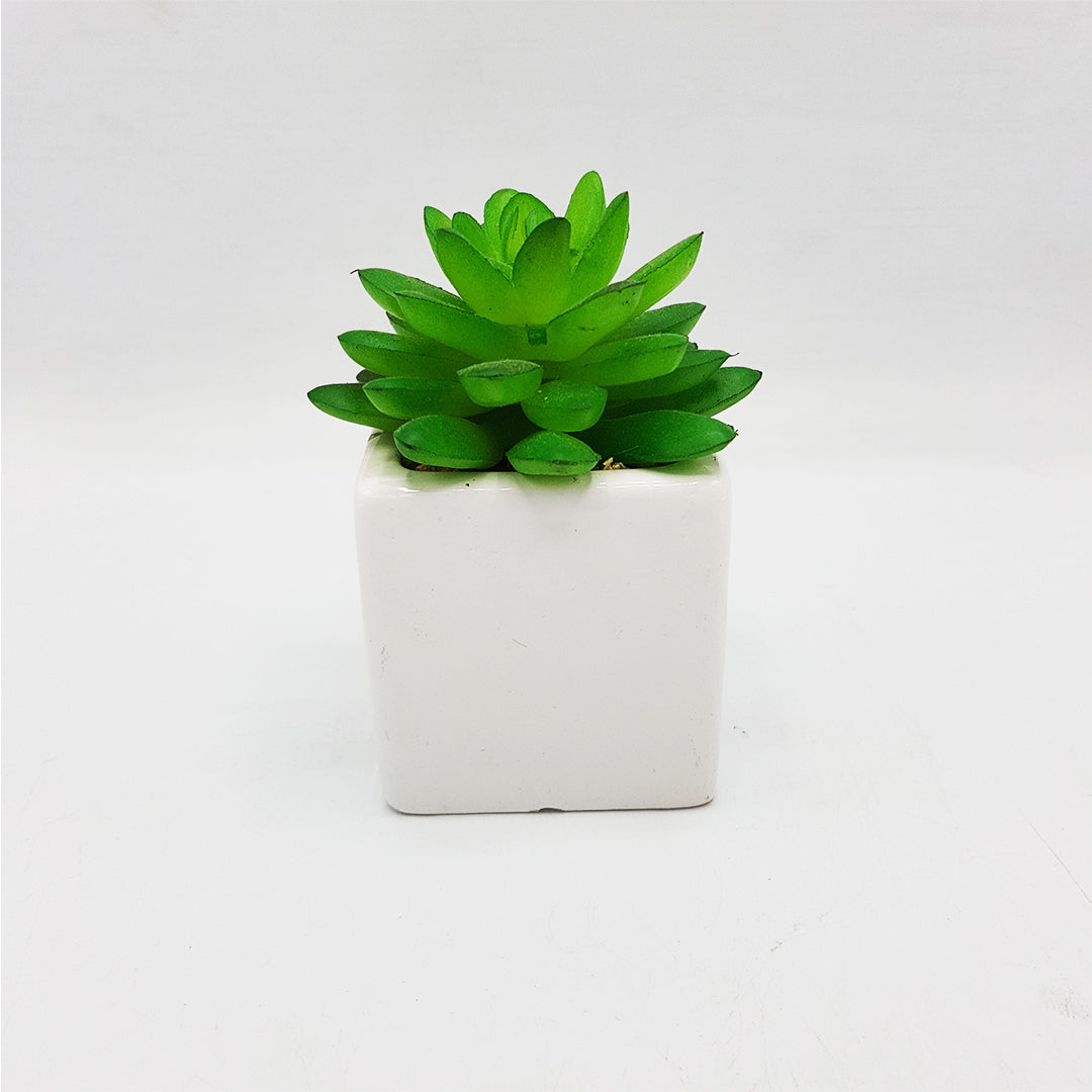 Small Succulent in White Square Vase