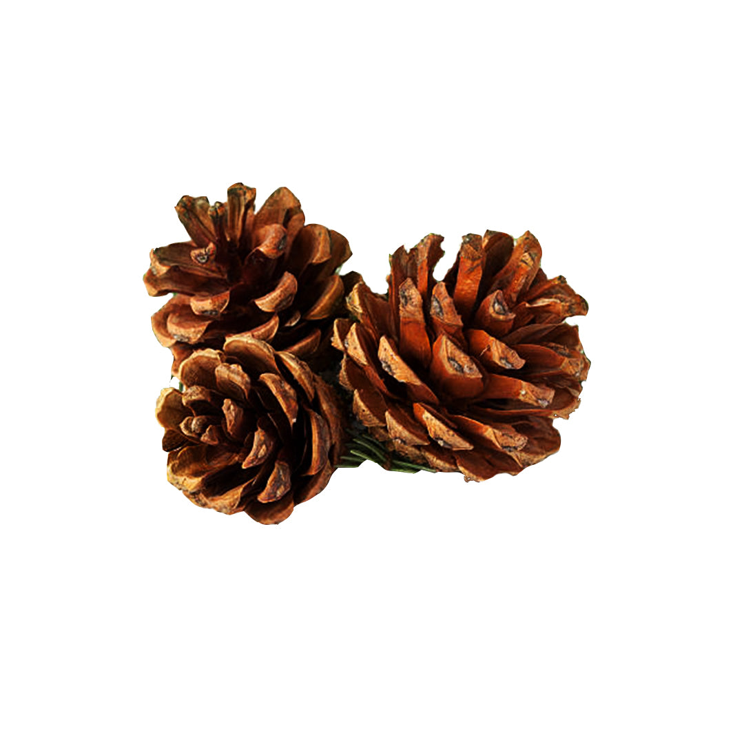 Pine Cones - set of 3 - 1.5 to 2 Inches each