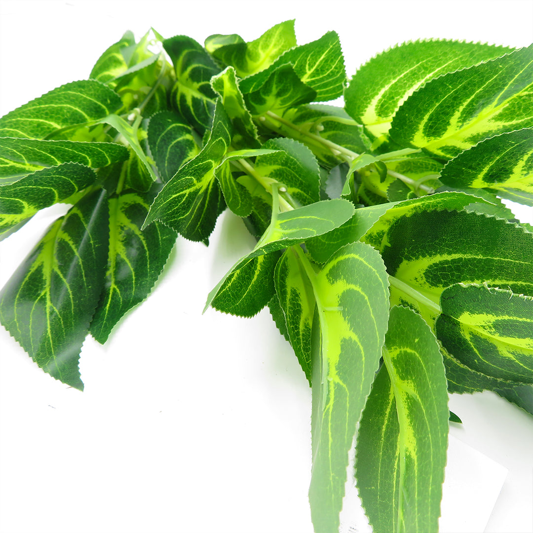 Tropical Plants - Tropical Green & White Plant