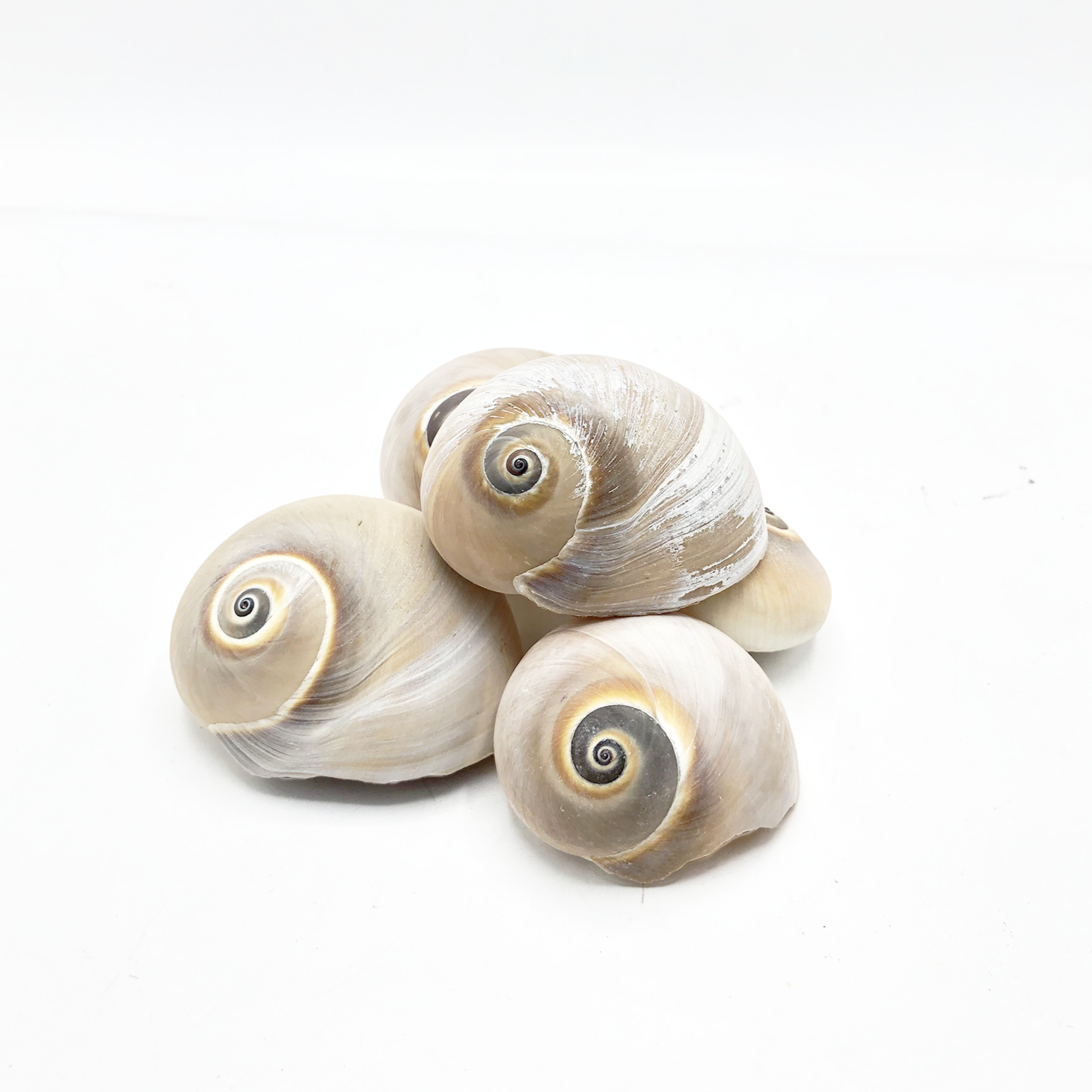 Decor Sea Shells - Spiral