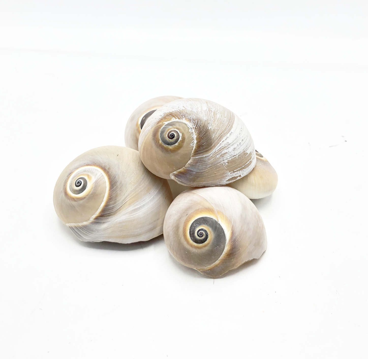 Decor Sea Shells - Spiral